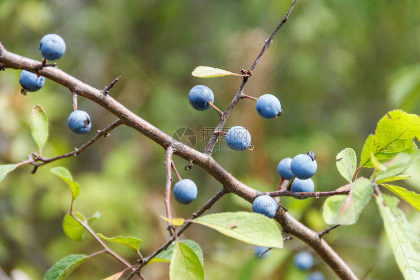 Blackthorn或sloePrunuspinosa树枝图片