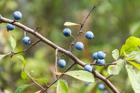 Blackthorn或sloePrunuspinosa树枝图片