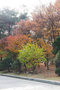 韩国首尔高丽大学五颜六色的红橙叶秋天图片