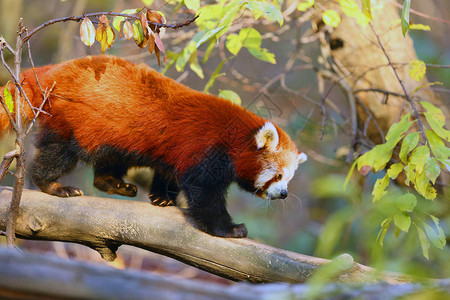 红熊猫Ailurusfulgens火狐或小熊猫红熊猫和红猫熊在图片