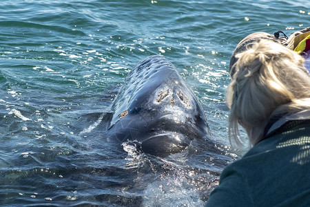 在墨西哥下加利福尼亚州观看灰鲸图片