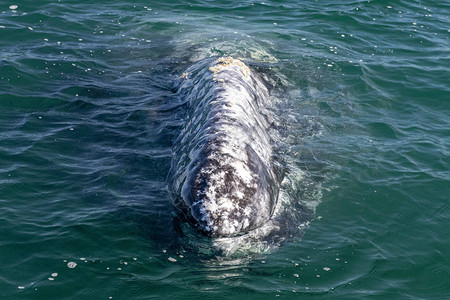 在墨西哥下加利福尼亚州观看灰鲸高清图片