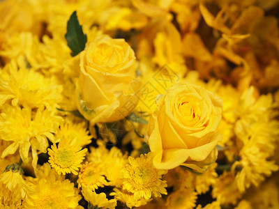 黄花在葛贝拉巴伯顿高清图片