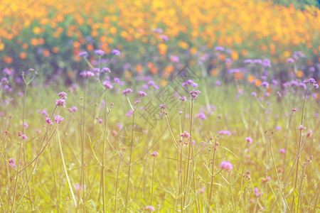 春天或夏天在田野里盛开的黄色和紫色的花朵图片