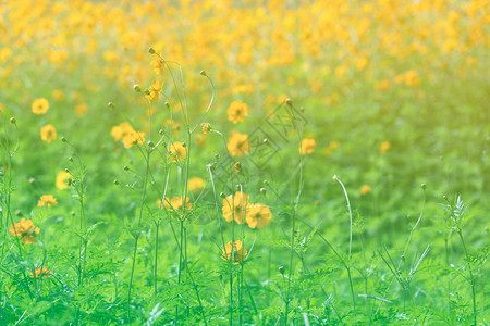 春天或夏天在田野盛开的硫磺波斯菊黄色花朵图片