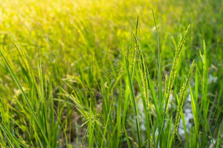 亚洲农田的水稻种植图片