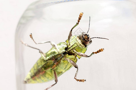 青宗玉虫宝石甲虫BuprestidaeChrysodemaDa背景