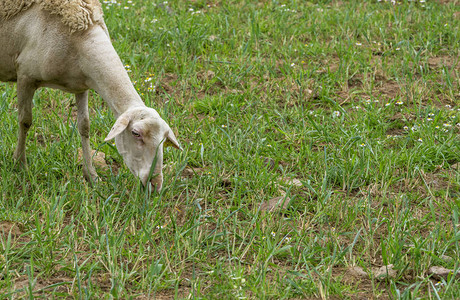 葡萄牙农村牧场的牧羊图片