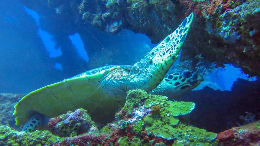 大海龟在海水中游泳玳瑁海龟特写热带珊瑚礁的野生动物热带海滨生态系统在蓝色的水中Eretmochelysimbricata水生图片