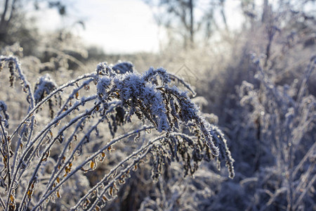 一枝黄花俗称一枝黄花在冬天冰天雪图片