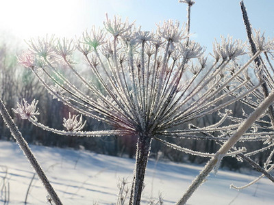 森林中被雪覆盖的猪草图片