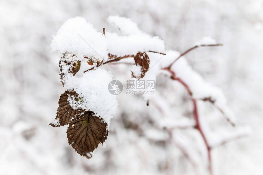 白色背景下雪的一枝植物图片