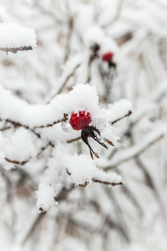 美丽的红玫瑰果浆与白霜图片