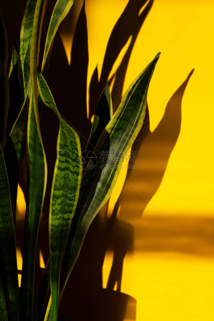 桑塞维里亚三法西阿塔现代家庭植物在黄色背景上投下了坚硬的阴影长丽叶德拉卡纳塞埃用图片