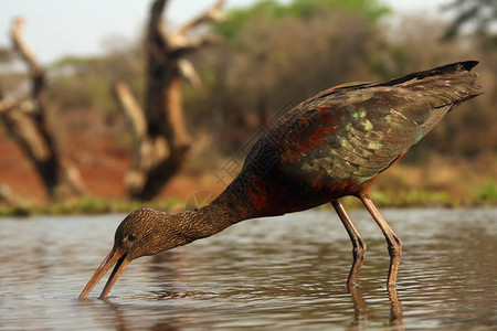 在浅礁湖中寻找食物的浮雕ibisPlegadisfalcin图片