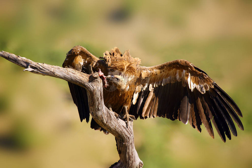 格里芬秃鹫Gypsfulvus坐在有彩色背景的树枝上秃鹰与山在背景中大秃鹰与展开的翅膀和鹰猎图片
