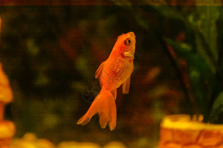 一条小金鱼在一个小水族馆里游泳图片