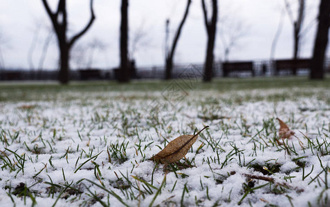 寒冬多云草地上下雪落图片