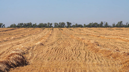 割下的麦秆在田间的阳光下成熟图片