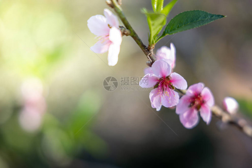 樱花盛开在泰国清迈自然背景图片
