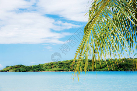 夏天的空海上的椰叶图片