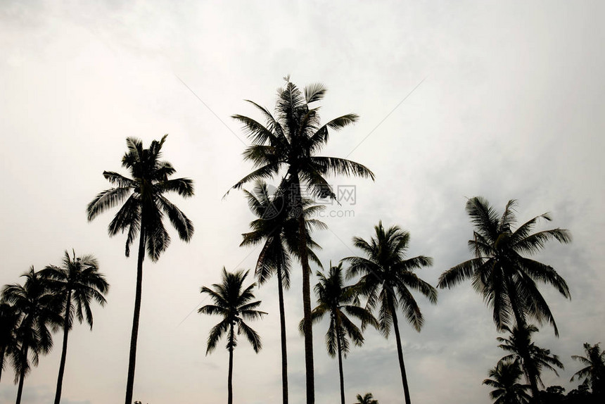 在白色天空的椰子树与日落图片
