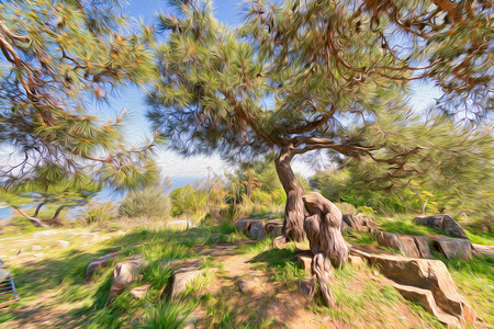 松树弯曲的树干和蔓延的树枝生长在石头旁边图片