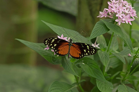 heliconiushecale蝴蝶图片