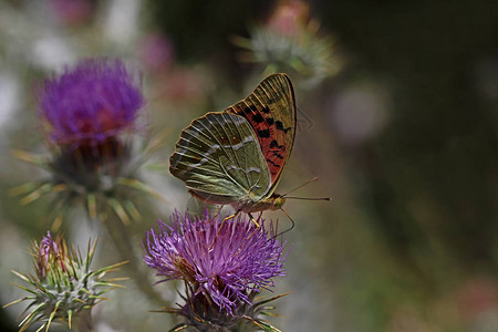 植物上的春蝴蝶Argynn图片