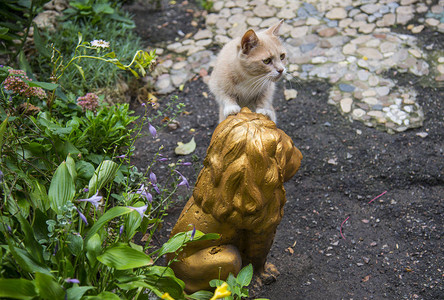 乌克兰敖德萨街头的猫图片