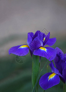 蓝色iris硅花朵iri图片