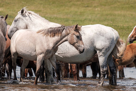 在温暖的夏日河中的白马数量众多图片