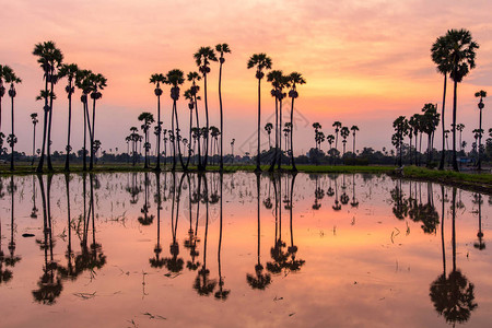 泰国PathumThani省棕榈树在日图片