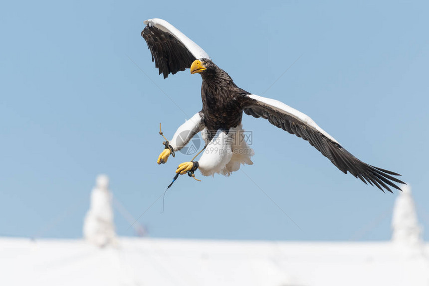 海鹰哈利雅图中上层海鹰在猎鹰示范图片