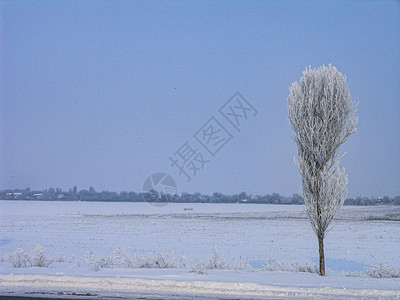 冬天的风景田野路边的白雪覆盖的树图片