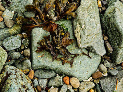 盐泉岛公共Ruckle省立公园海岸线的岩石海岸图片