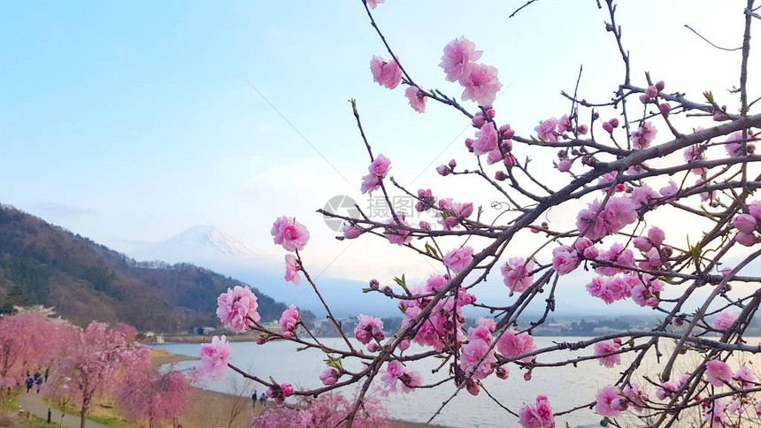 樱花在日本黑角的赤湖旁开花图片