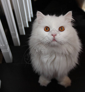 一只白色长头发的苏格兰大白猫在棕图片