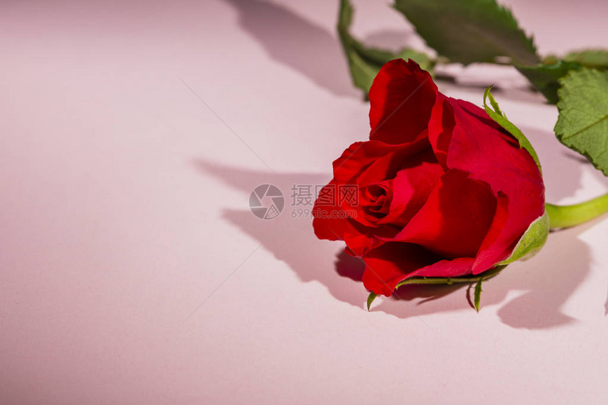 红玫瑰花在粉红背景上图片