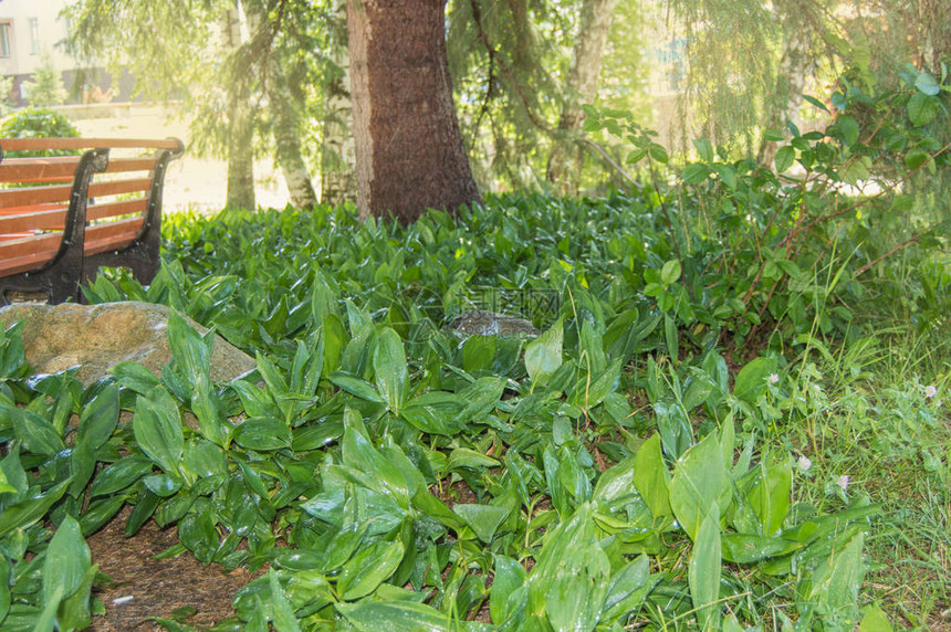 花坛里有许多铃兰的绿色植物图片