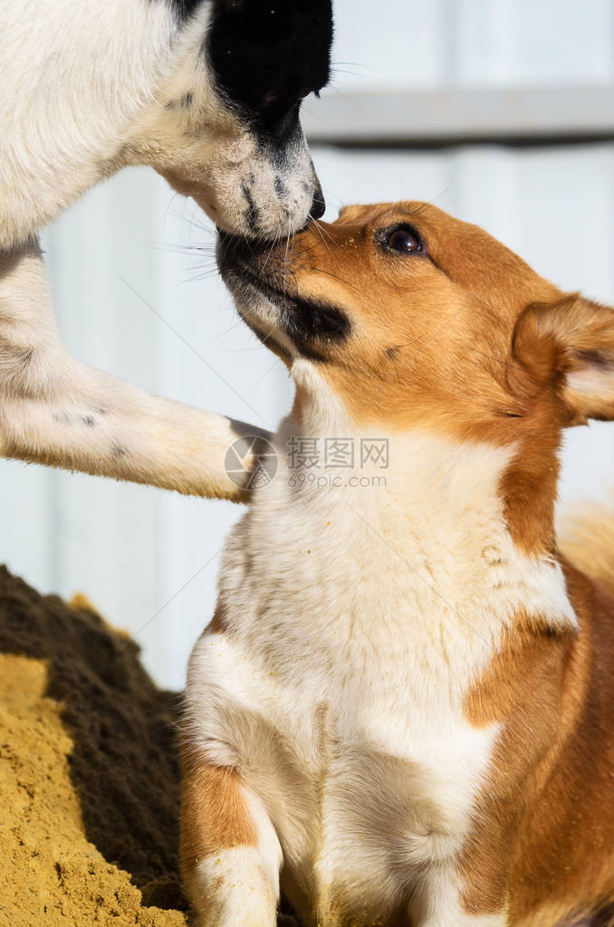 一组纯种时尚威尔士柯基犬彭布罗克犬的照片图片