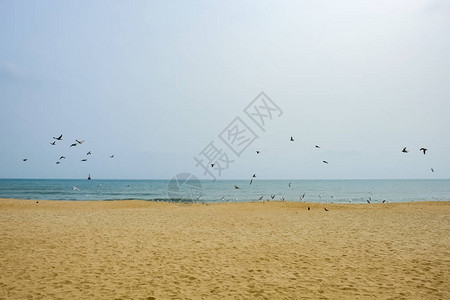 海滩上的海鸥图片