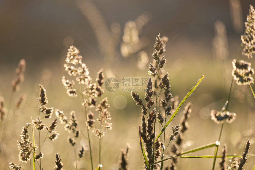 夏季清晨田野里有很多草叶大自然图片
