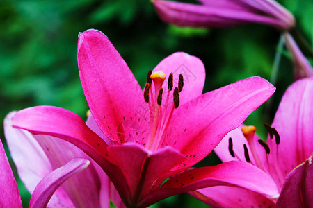 花园里的红百合花被夏天的雨弄湿了图片