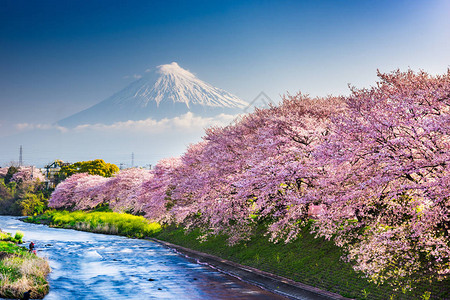宫川蜜桔富士山日本春天风景和樱花盛开的河流背景