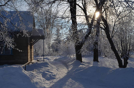 白雪皑的花园里矗立着覆盖着白霜的高大树木天很冷图片