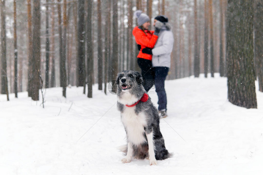 边境牧羊犬坐在冬季森林的雪地里背景是一图片