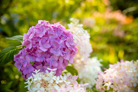 花园里盛开的粉红色绣球花丛图片
