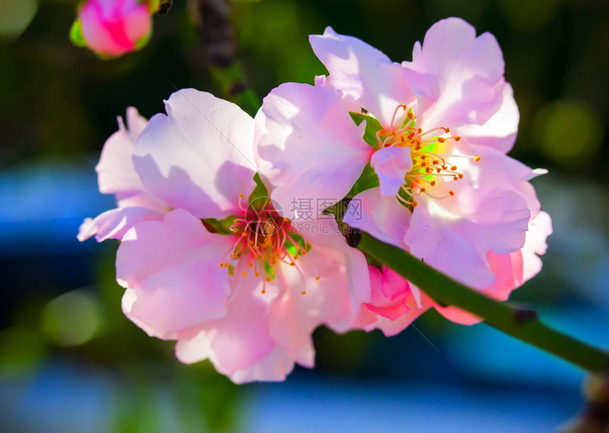 樱桃的树枝春天的风景特写图片