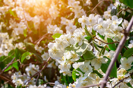 绿色叶子上的鲜白茉莉花在春天的花园图片